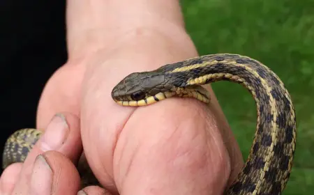 wie sie sich vor schlangen schützen im garten und beim wandern