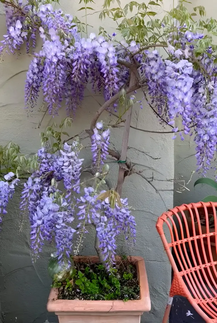 Wisteria als Kübelpflanze braucht regelmäßige Schnitte