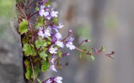 zarte blümchen zur bepflanzung im garten oder auf dem balkon im topf