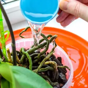 zuckerwasser für orchideen was ist das