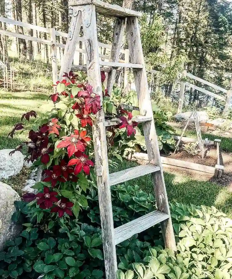 These ladders function ornament and climbing aids in your house and backyard!  |