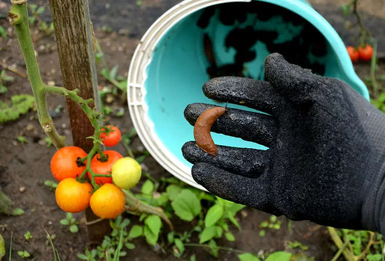 Am effektivsten und tierfreundlichsten ist das Einsammeln und Wegtragen der Nacktschnecken