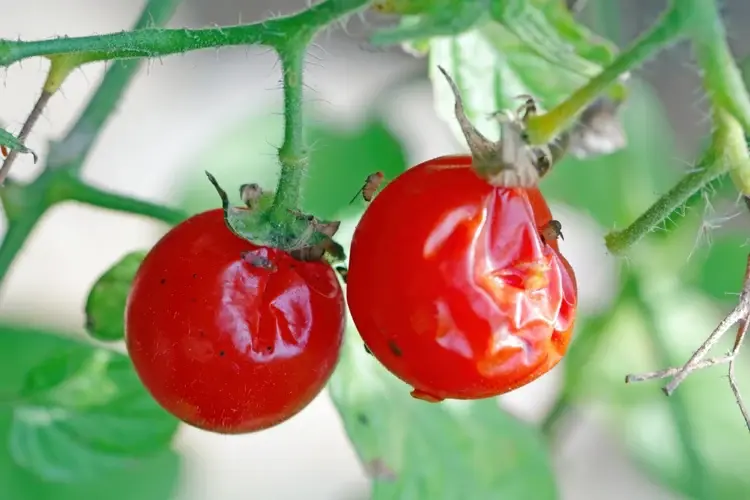 aspirin kann nicht bei schädlingsbefall helfen