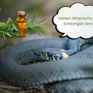 Ätherische Öle zur Schlangenabwehr