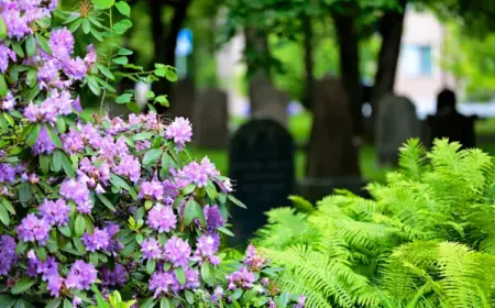 Azalee oder Rhododendron baumartig formen für blühende Grabbepflanzung