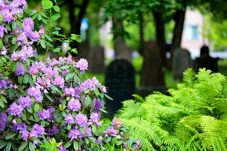 Create an azalea or rhododendron as a flowering cemetery tree