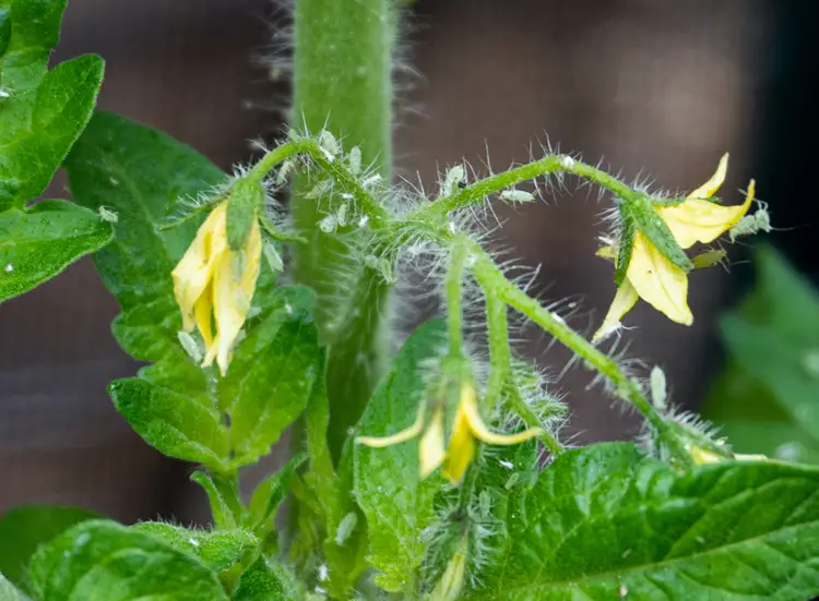 blattläuse an tomatenpflanzen