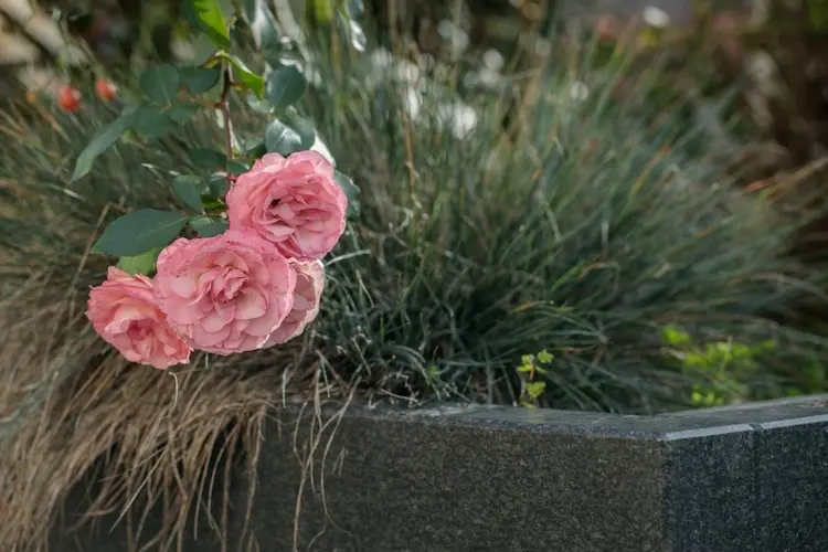 blumen für friedhof und wenig wasser bodendeckerrosen (rosa) blühen blühen selbst bei trockenheit