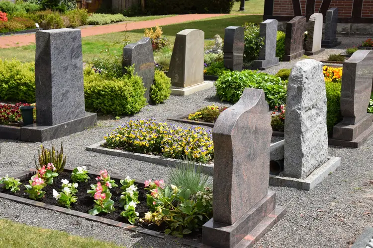 blumen für friedhof und wenig wasser eisbegonie (begonia semperflorens) und veilchen (viola)