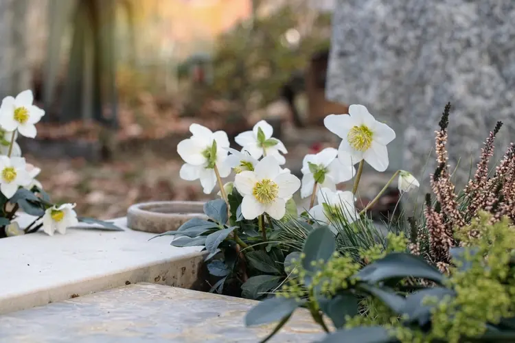 blumen für friedhof und wenig wasser im winter christrosen (helleborus niger) und heidekraut (erica)