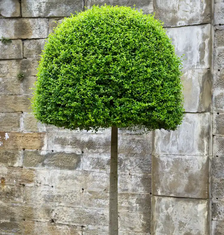 Buchsbaum (Buxus sempervirens) ist eine Heckenpflanze, der man eine Krone schneiden kann