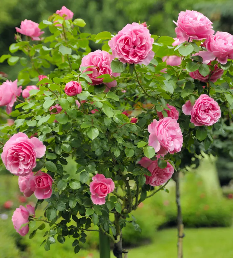 Der Rosenbaum ist eine beliebte Grabbepflanzung und pflegeleicht