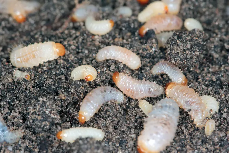 Die Larven des Dickmaulrüssler sind schädlicher, denn sie fressen die Wurzeln