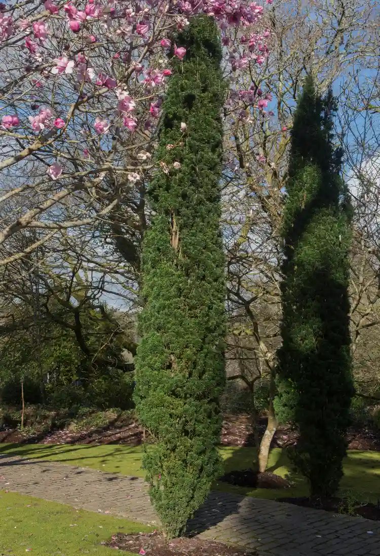 The columnar yew (Taxus baccata 'Fastigiata') can grow to any height
