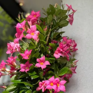 dipladenia needs climbing support to grow healthy and green