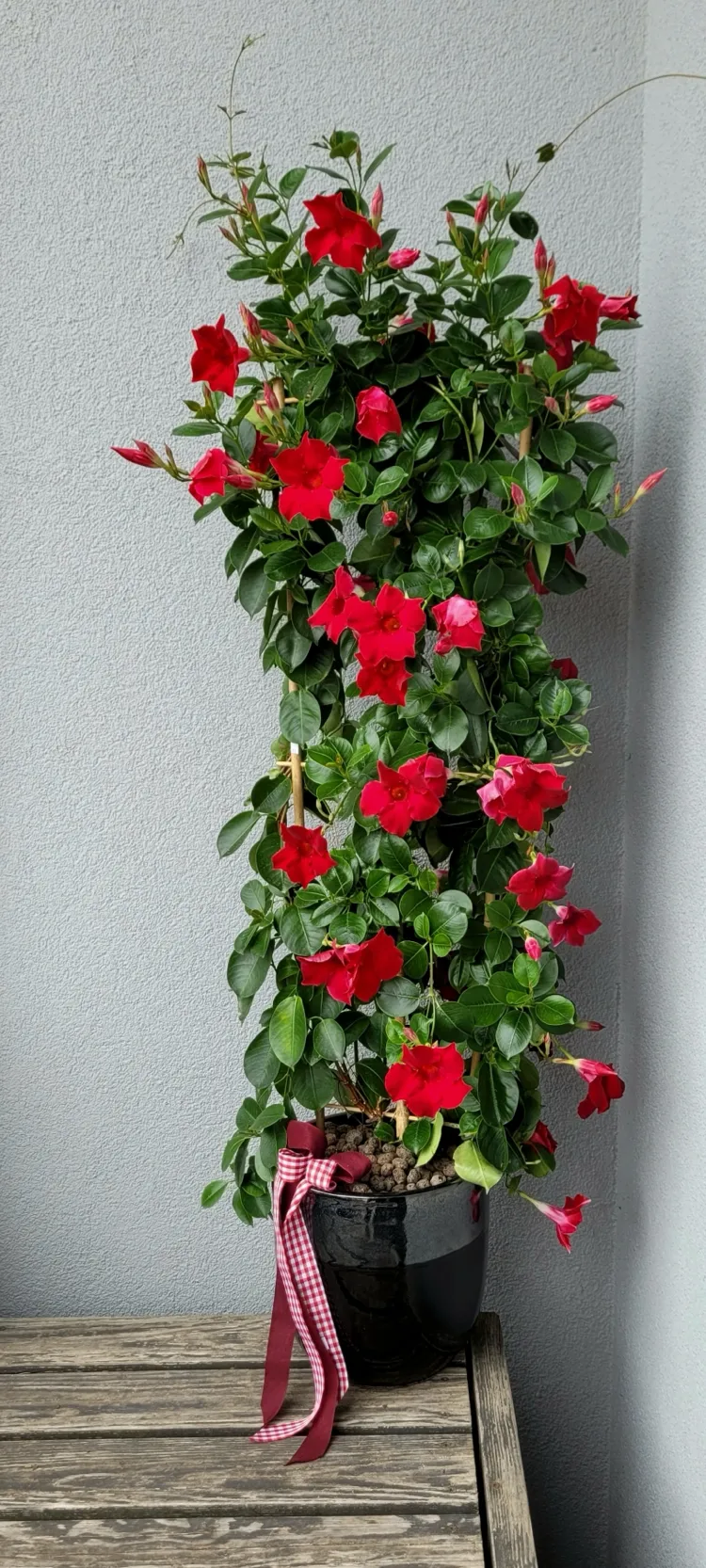 What is the climbing assist for Dipladenia?  Different varieties at a look |