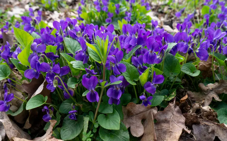 duftveilchen (viola odorata) blühen üppig, kräftig und duften angenehm
