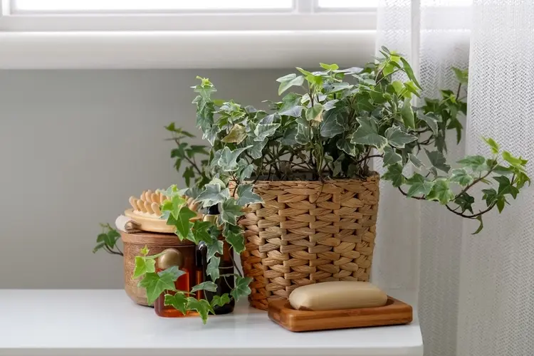 How to simply use ivy as a laundry detergent and dishwashing liquid |