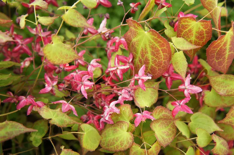 elfenblume (epimedium) besitzt farbiges laub und zarte blüten in rosa