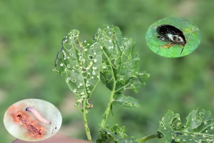 erdflöhe schwarze springende käfer im hochbeet