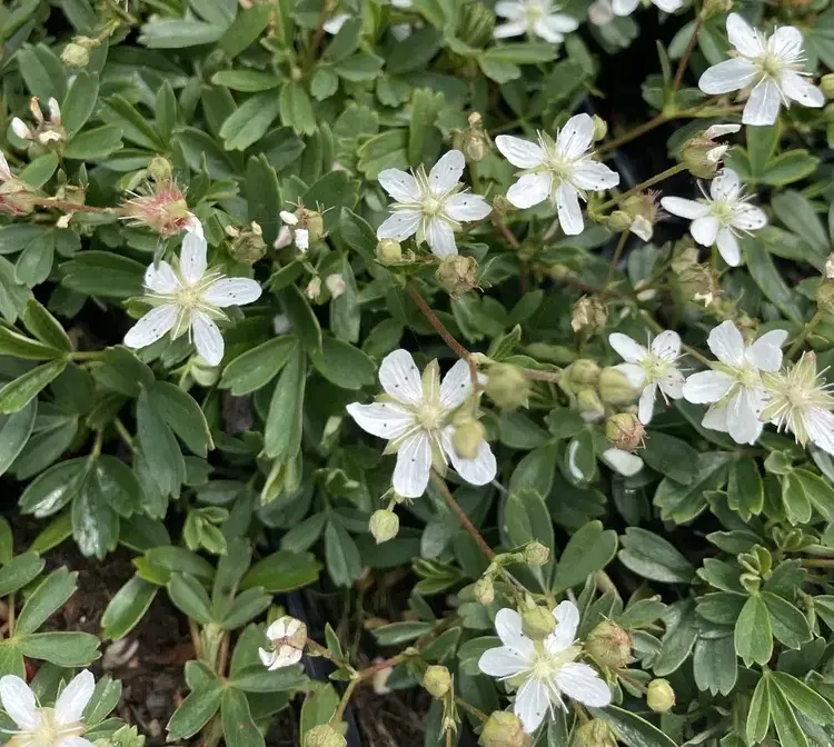 fingerstrauch (potentilla tridentata) mit dichtem wuchs, weißen blüten und geringer wuchshöhe