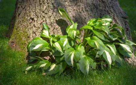 Funkien wachsen nicht unter Baum