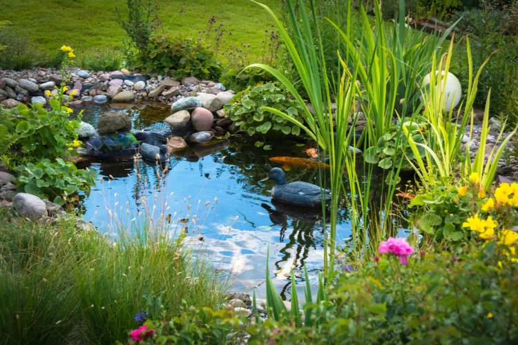 Planting a backyard pond: crops for each water space!