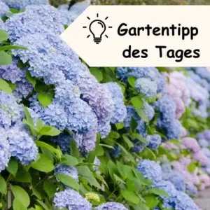 Gartentipp des Tages für Hortensien blau färben mit Essig