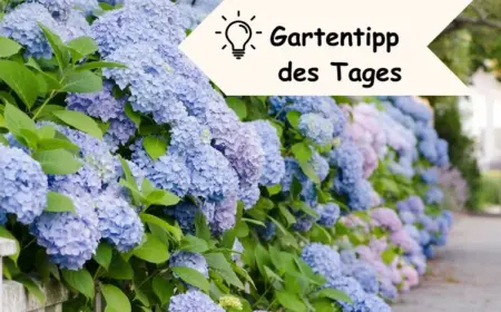 Gartentipp des Tages für Hortensien blau färben mit Essig