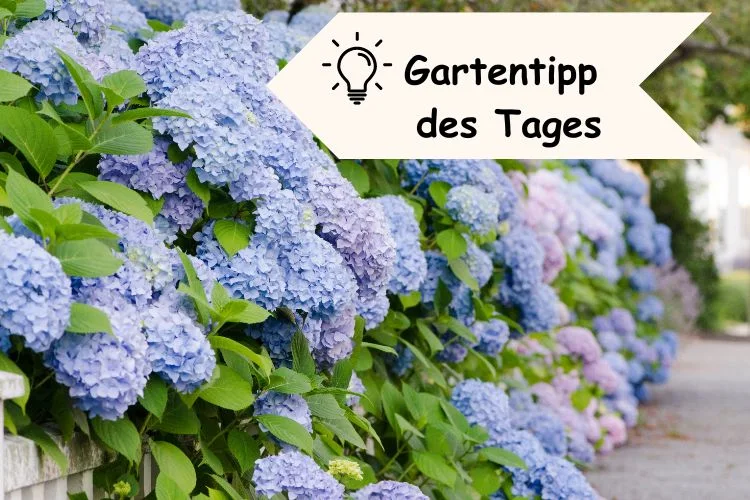 Gartentipp des Tages für Hortensien blau färben mit Essig