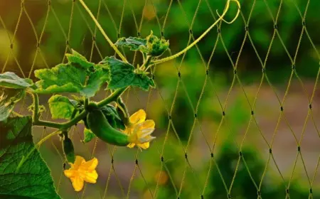 Gurkenblüten bestäuben - Tipps