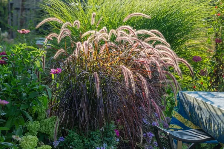 hoch wachsende ziergräser pflanzen als sichtschutz auf der terrasse