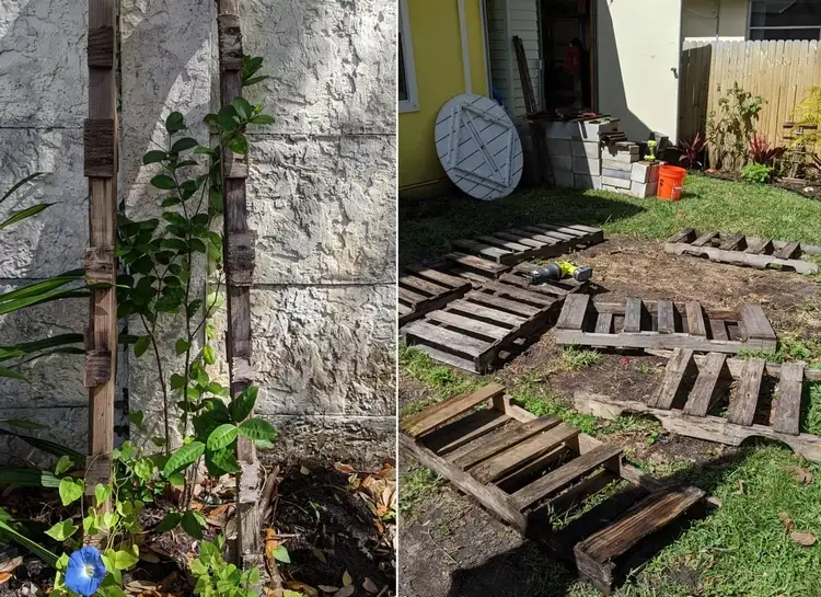 Cut wooden pallets to make small trellises to get the flowers together