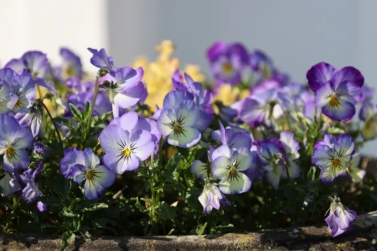 Horned violets and pansies are perfect border plants with continuous flowers