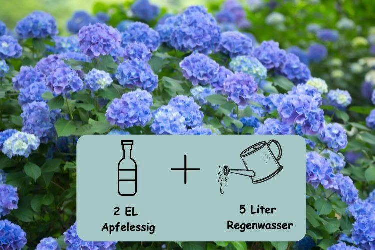 Hortensien blau färben mit Essigwasser