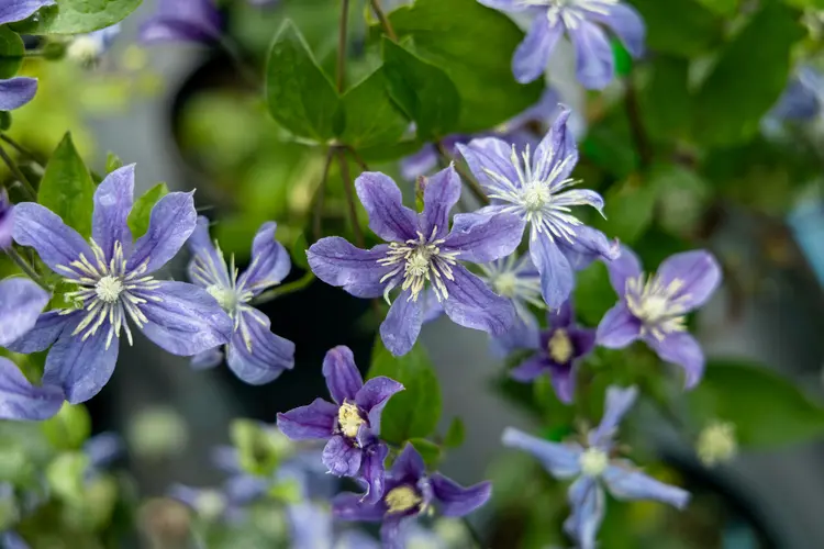 ist der boden zu sauer, beeinträchtigt das die blüte