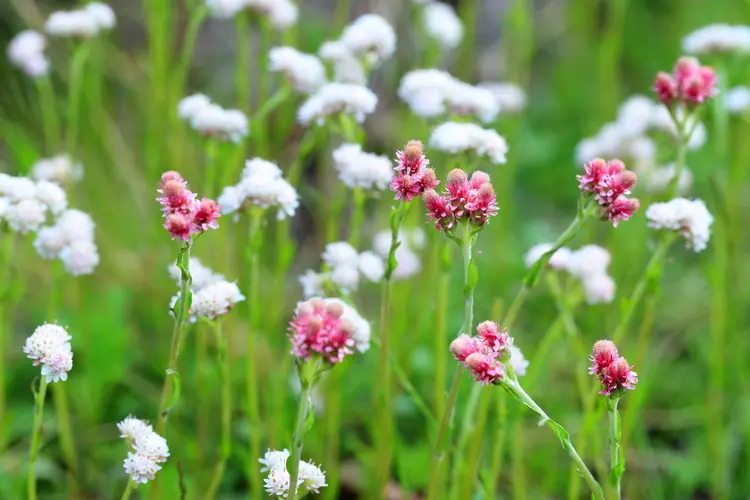 katzenpfötchen (antennaria dioica) in weiß oder pink für kleine akzente auf dem doppelgrab oder einzelgrab