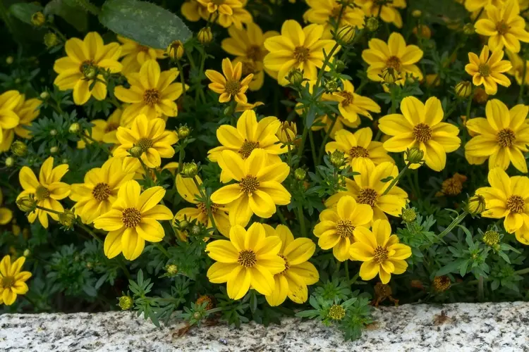 kleinwüchsige pflanzen für den friedhof zweizahn (bidens ferulifolia) mit gelben blüten