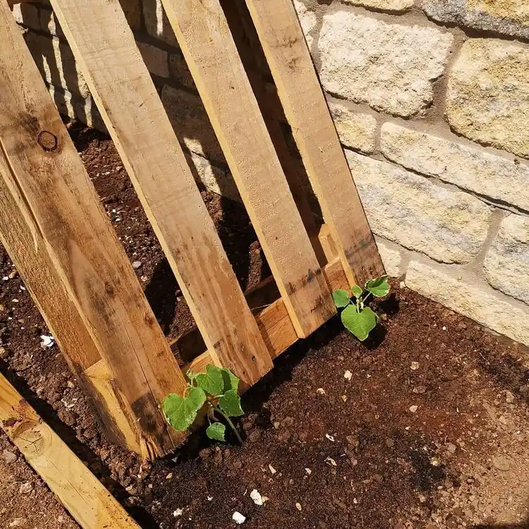 Build your climbing frame with pallets and help the climbing plants climb