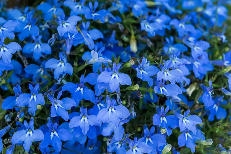 männertreu (lobelia erinus) als bodendeckende grabpflanze in blau, violett oder weiß