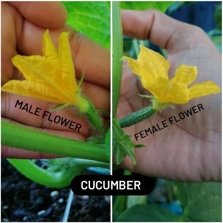 männliche und weibliche Blüten erkennen