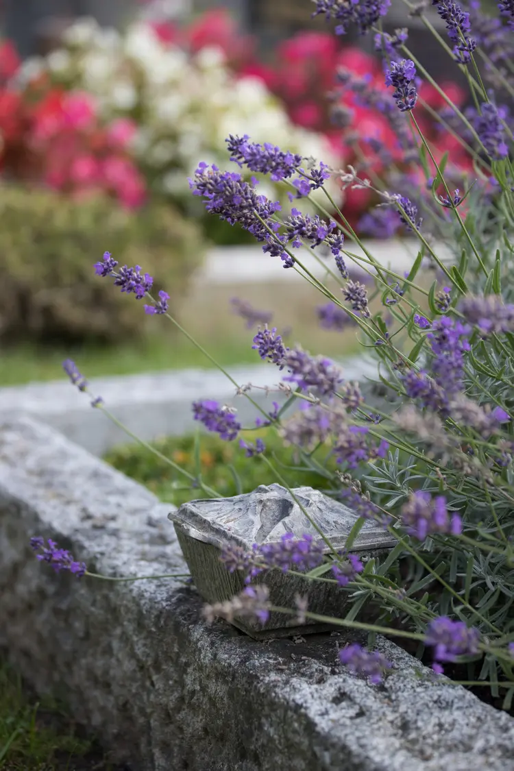mediterrane sommerblumen für gräber lavendel (lavandula angustifolia) für den ganzen sommer