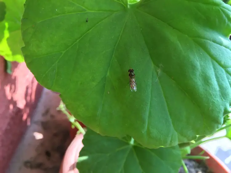 minierfliege auf einem grünen blatt sitzend