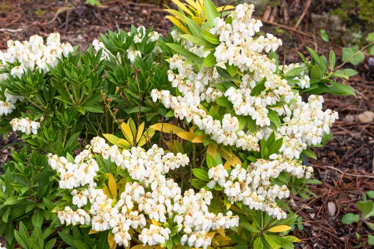 Plant and surround the grave with shadow bell (Pieris japonica).