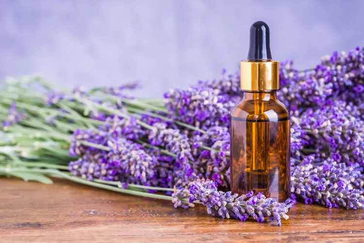 Mit Lavendel Schnecken im Garten bekämpfen - Spritzmittel aus Lavendelöl zubereiten