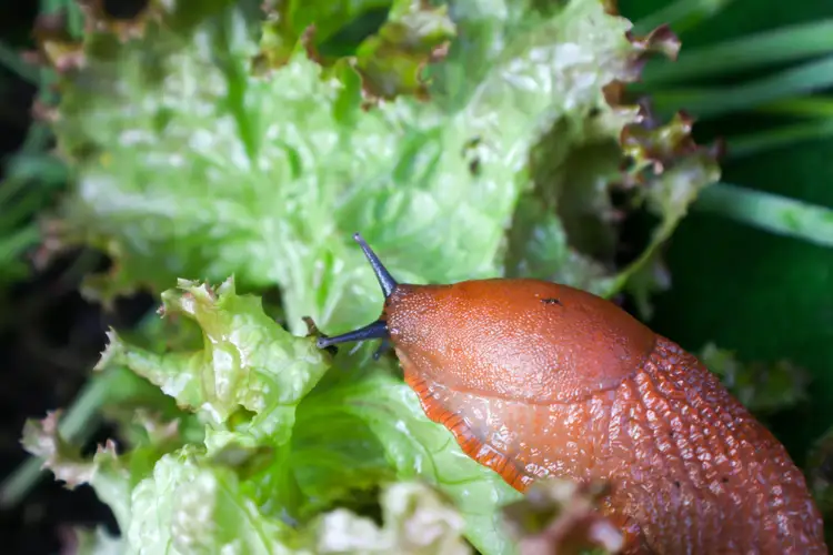 nacktschnecke frisst salat im hochbeet