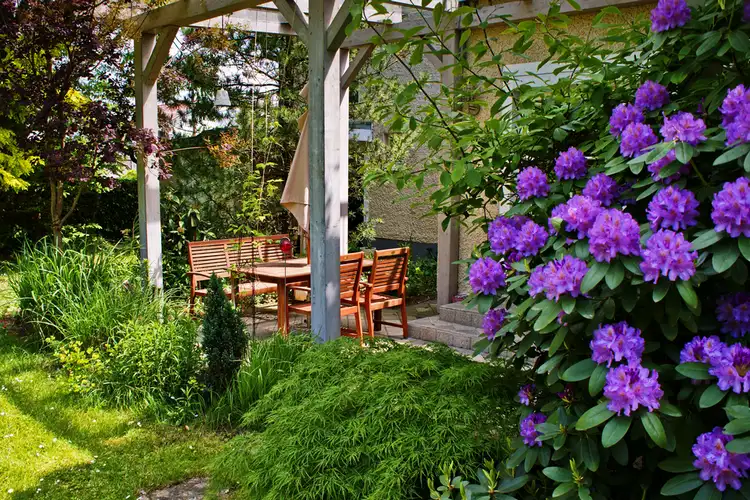 rhododendron pflanzen als sichtschutz auf der terrasse für schöne blüte