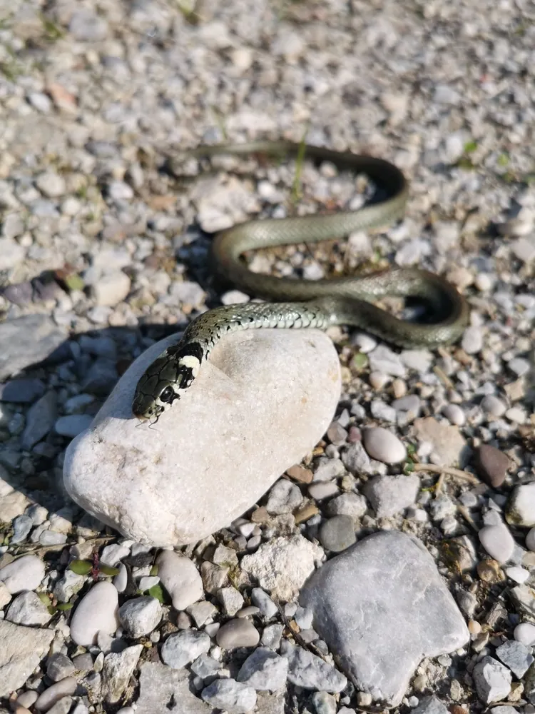 ringelnatter schlange auf einem kiesweg