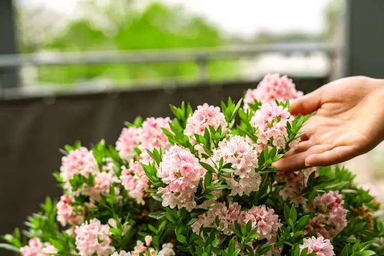 robuster bloombux mit rosa blüten als blühende alternative zum buchsbaum als blickfang