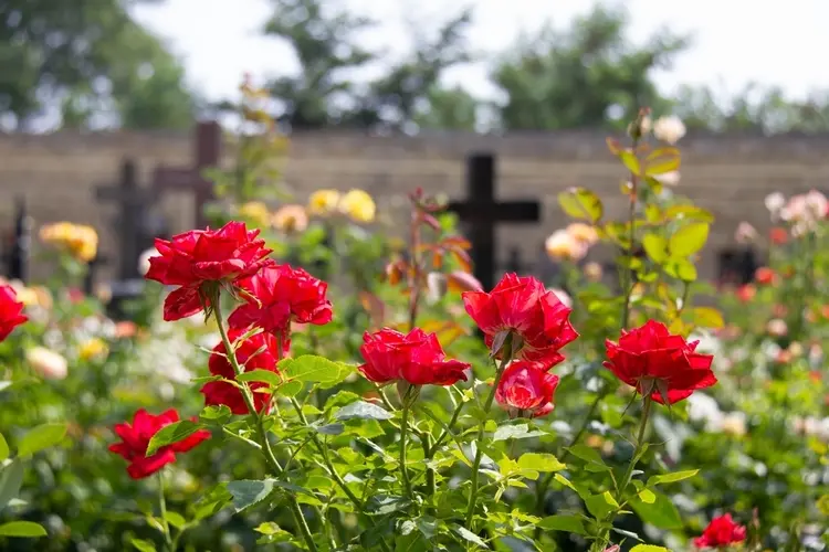 Blumen-f-r-Friedhof-die-wenig-Wasser-brauchen-Pflegeleichte-Sorten-f-r-jede-Saison-Bonus-Tipp